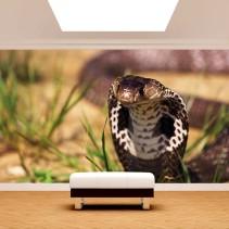 Fotomural Cobra