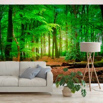 Fotomurales vinilos árboles en el bosque