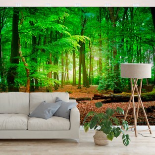 Fotomurales vinilos árboles en el bosque