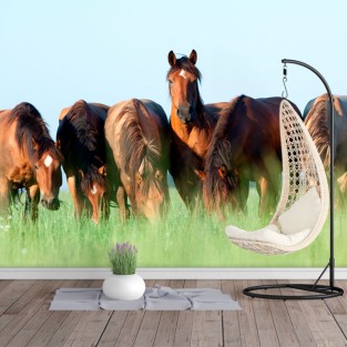 Fotomurales caballos en el campo Fotomurales caballos en el campo