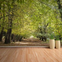 Fotomural Camino Bosque