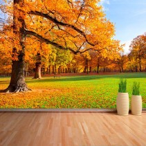 Fotomural Árboles en Otoño