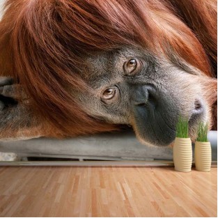 Fotomural Orangután
