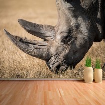 Fotomural Rinoceronte