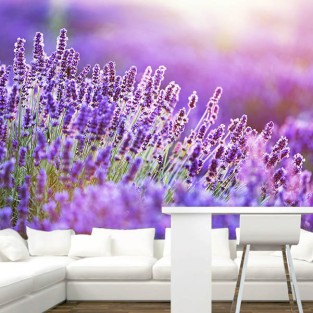 Fotomural Lavanda al atardecer Fotomural Lavanda al atardecer