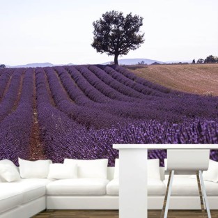 Fotomural Campo de Lavanda Fotomural Campo de Lavanda
