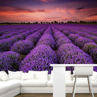 Fotomural Campo de Lavanda 2 Fotomural Campo de Lavanda 2