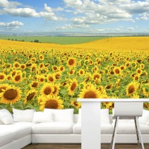 Fotomural Campo de girasoles