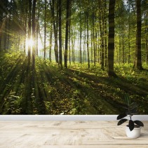 Fotomural Árboles en el bosque