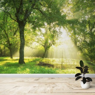Fotomural Bosque al amanecer