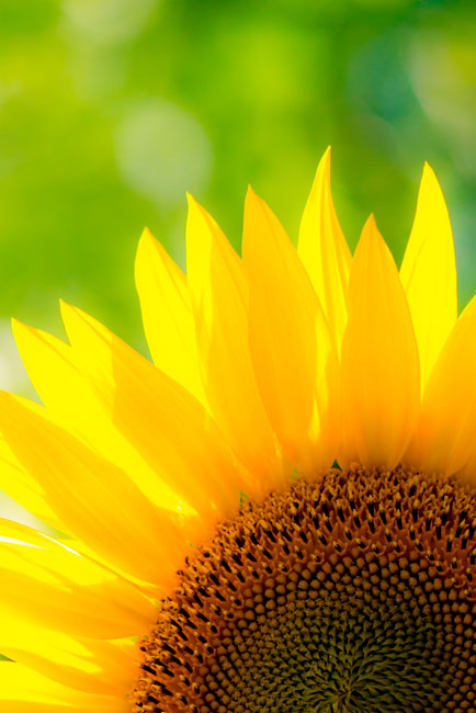 Vinilos detalle girasol para puertas y armarios