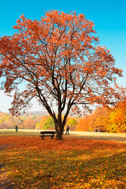 Vinilos decorativos para puertas árbol en otoño