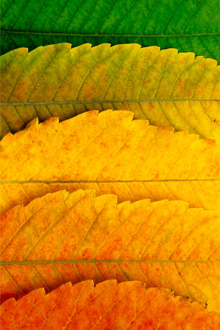 Vinilos estaciones hojas árboles para lavavajillas