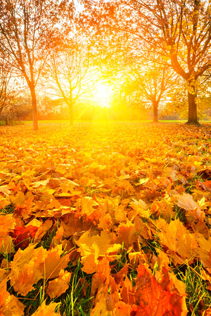 Vinilos decorativos puertas atardecer en otoño