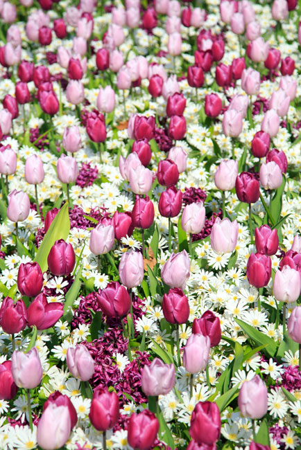Vinilos para puertas flores tulipanes