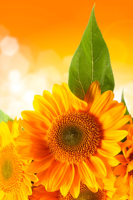 Vinilos decorativos de girasol para puertas y armarios