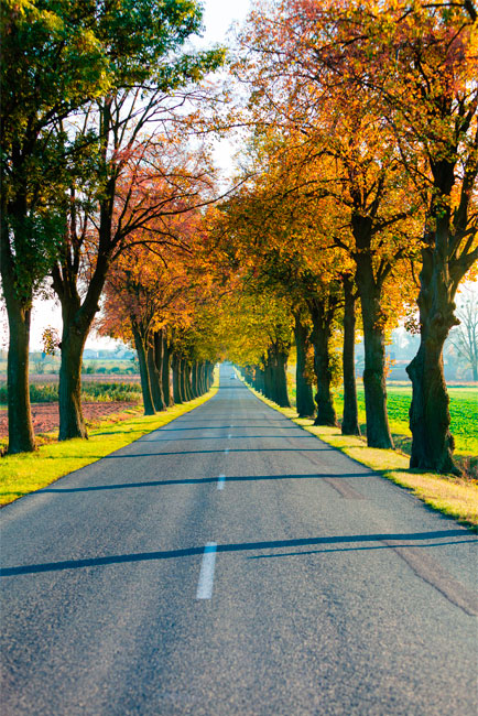 Vinilos decorativos puertas carretera y árboles otoño