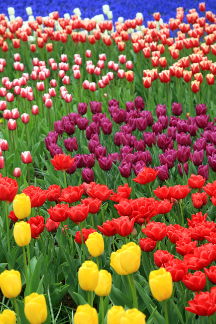 Vinilos decorativos campo flores tulipanes