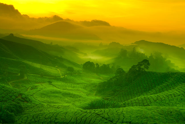Fotomural o papel pintado plantación de té malasia