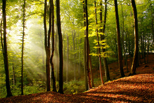 Fotomural paisaje árboles bosque atardecer