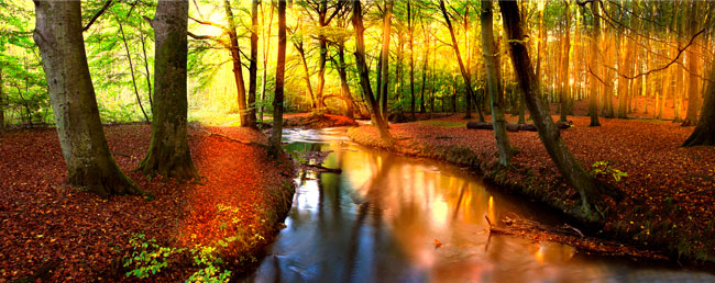 Fotomural paisaje otoñal atardecer en el bosque