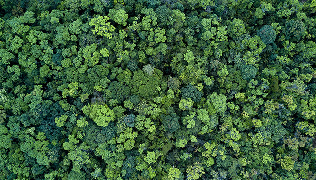 Fotomural o papel pintado de contrapicado árboles bosque