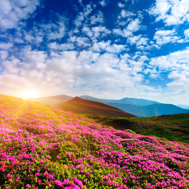 Fotomural flores al atardecer en las montañas