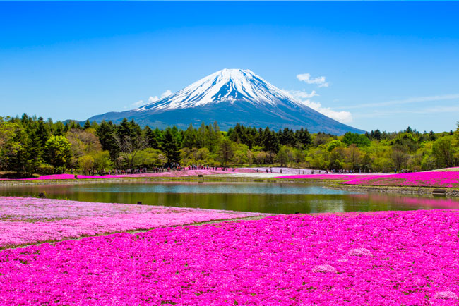 Fotomural paisaje flores rosas monte fuji