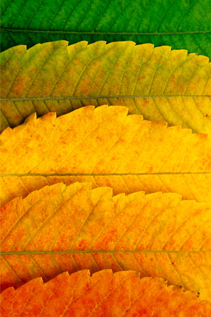 Vinilos electrodomésticos neveras estaciones hojas árboles