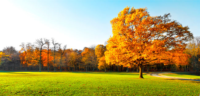 Fotomural árboles en otoño