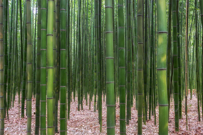 Fotomural o papel pintado decoración bambú zen