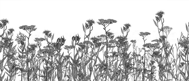 Fotomural o papel pintado flores vintage blanco y negro