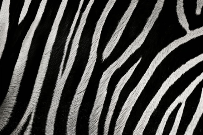 Fotomural o papel pintado textura piel cebra animal print