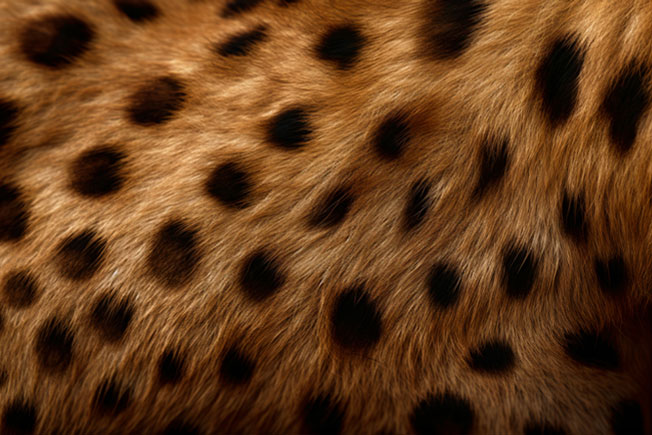 Fotomural o papel pintado textura piel felino animal print