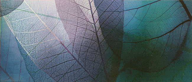 Fotomural o papel pintado texturas de hojas a contraluz