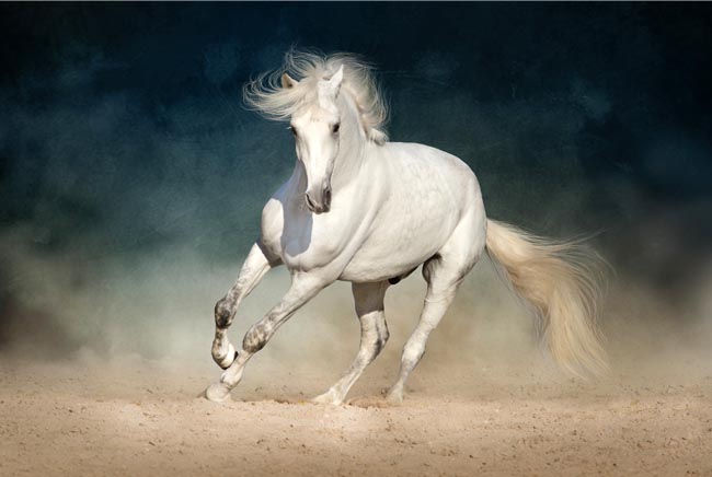 Fotomural o papel pintado caballo blanco