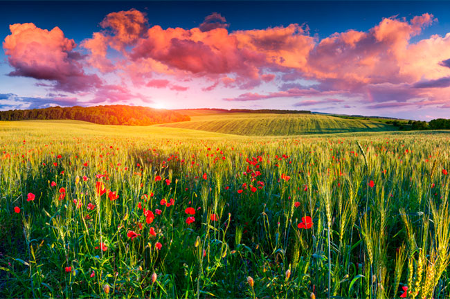 Fotomural amapolas en el campo al atardecer