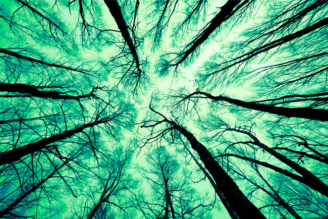 Fotomural o papel pintado de contrapicado árboles bosque