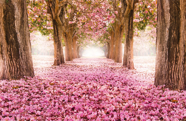 Fotomural o papel pintado árboles flores rosadas