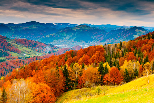 Fotomural paisaje árboles montañas otoño