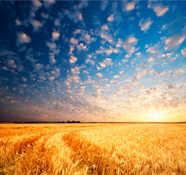 Fotomural atardeceres en campo de trigo