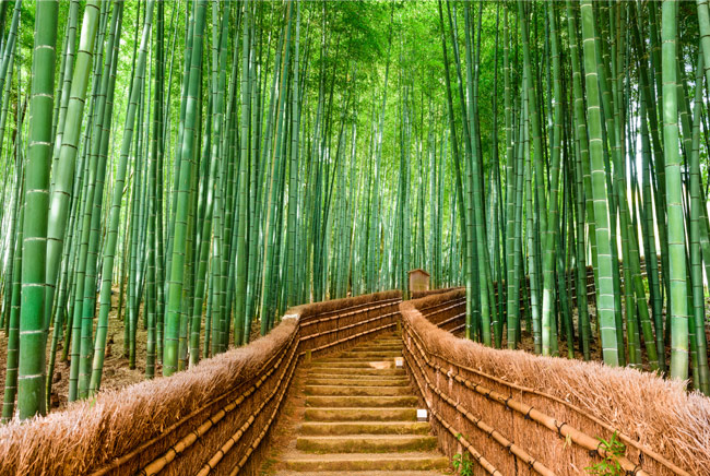 Fotomural pasaje escaleras entre bambú