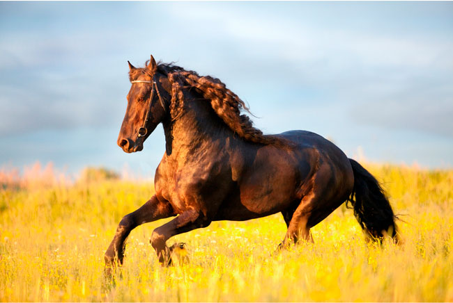 Fotomurales caballo en el campo