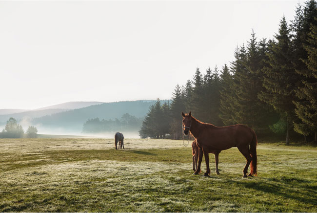 Fotomural caballos en el campo