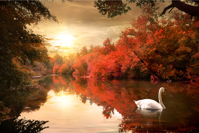 Fotomurales cisnes en el lago
