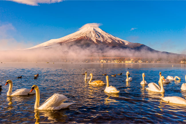 Fotomural cisnes lago kawaguchi monte fuji
