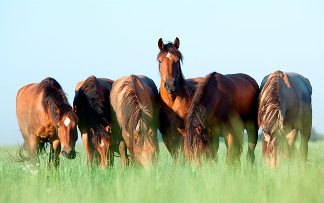 Fotomurales caballos en el campo