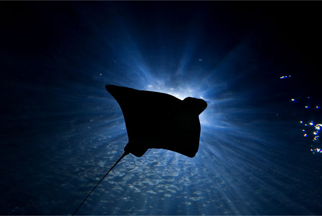 Fotomurales mantarraya en el océano