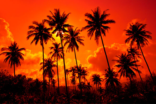 Fotomural o papel pintado palmeras y atardecer en la playa