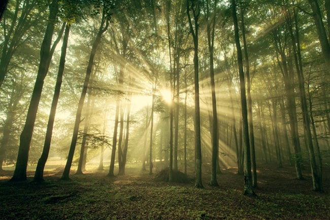 Fotomural bosque con rayos de sol y árboles en otoño